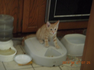 133 8nt. my kitten Max guarding the food dish