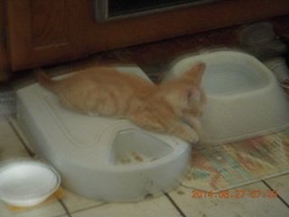 134 8nt. my kitten Max guarding the food dish