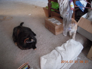 137 8p1. my cat Maria and my kitten Max in a box