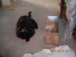 138 8p1. my cat Maria and my kitten Max in a box