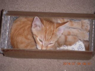 144 8p4. my kitten Max in a box