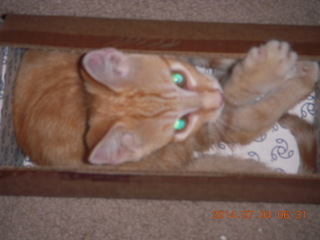 146 8p4. my kitten Max in a box