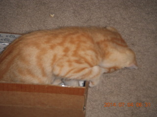 148 8p4. my kitten Max getting out of a box