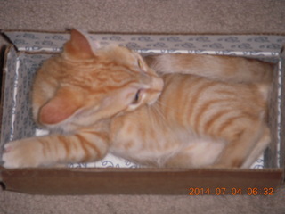 150 8p4. my kitten Max in a box