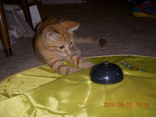 174 8p8. my kitten Max and Cat's Meow toy