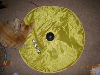 181 8p8. my kitten Max and Cat's Meow toy