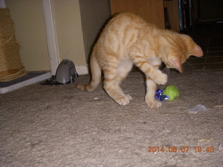 188 8p8. my kitten Max and mouse toy