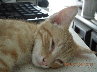 194 8pe. my kitten/cat Max