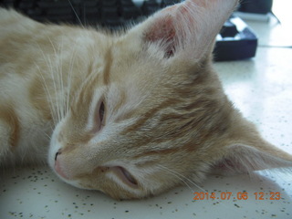 198 8pe. my kitten/cat Max