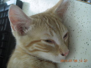213 8pe. my kitten/cat Max