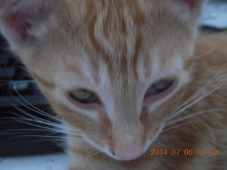 218 8pe. my kitten/cat Max