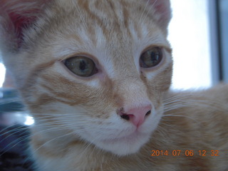 219 8pe. my kitten/cat Max
