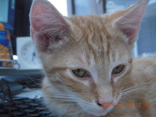 221 8pe. my kitten/cat Max