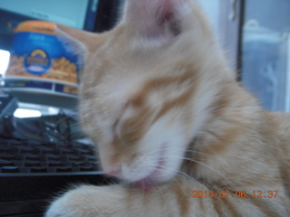 236 8pe. my kitten/cat Max