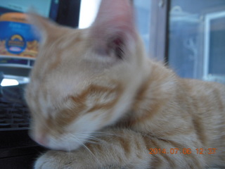 237 8pe. my kitten/cat Max