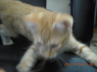 248 8pe. my kitten/cat Max