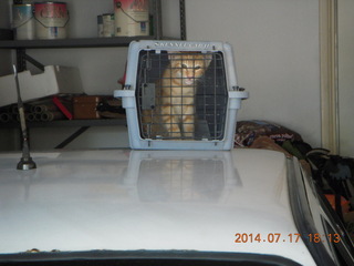 295 8ph. my kitten Max in pet carrier