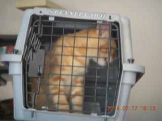 296 8ph. my kitten Max in pet carrier