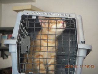 297 8ph. my kitten Max in pet carrier