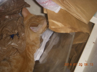 300 8pj. my kitten Max playing in plastic bags