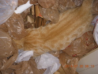 301 8pj. my kitten Max playing in plastic bags