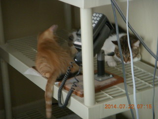 308 8pq. my kitten/cat Max and Penny