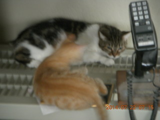 309 8pq. my kitten/cat Max and Penny