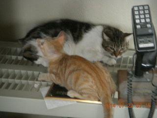310 8pq. my kitten/cat Max and Penny