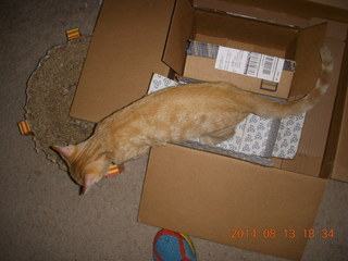 311 8qd. my kitten-cat Max climbing out of a box