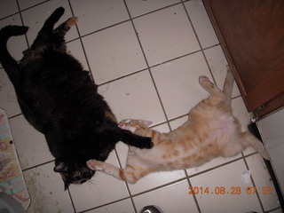 327 8qt. my cat Maria and my kitten-cat Max