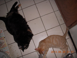 328 8qt. my cat Maria and my kitten-cat Max