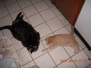 329 8qt. my cat Maria and my kitten-cat Max