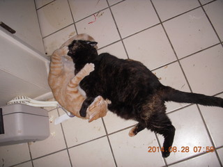 331 8qt. my cat Maria and my kitten-cat Max