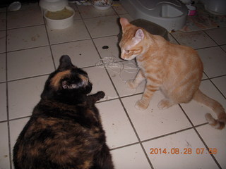 335 8qt. my cat Maria and my kitten-cat Max