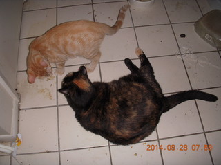 337 8qt. my cat Maria and my kitten-cat Max