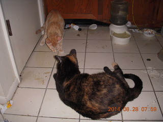338 8qt. my cat Maria and my kitten-cat Max