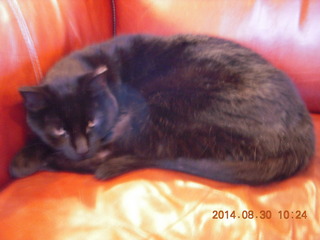 Flagstaff Airport - black cat - Stealth or Cessna