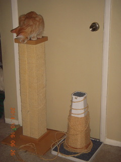 345 8sg. my kitten-cat Max on scratching post