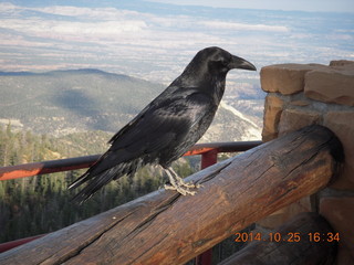 Bryce Canyon - Rainbow Point - Raven