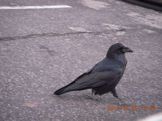 Bryce Canyon - Rainbow Point - Raven