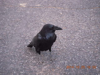 Bryce Canyon - Rainbow Point - Raven