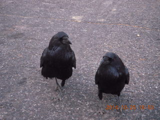 101 8sr. Bryce Canyon - Rainbow Point - Ravens