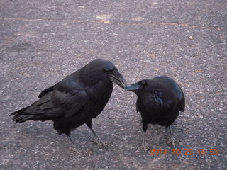 Bryce Canyon - Rainbow Point - Raven