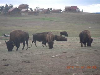 driving from Kanab to Zion - buffalo