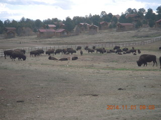 32 8t1. driving from Kanab to Zion - buffalo