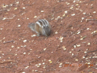 Zion National Park - Observation Point hike - chipmunk