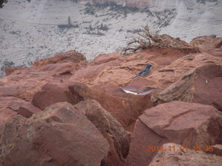 Zion National Park - Observation Point hike - Adam