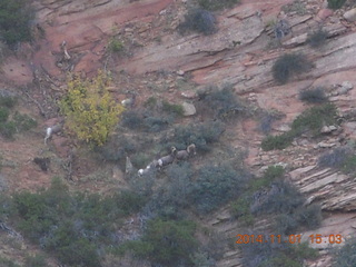 Zion National Park - Observation Point hike - big horn sheep