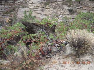 134 8t2. Zion National Park - West Rim hike - gnarly tree