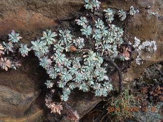 155 8t2. Zion National Park - West Rim hike - desert plant